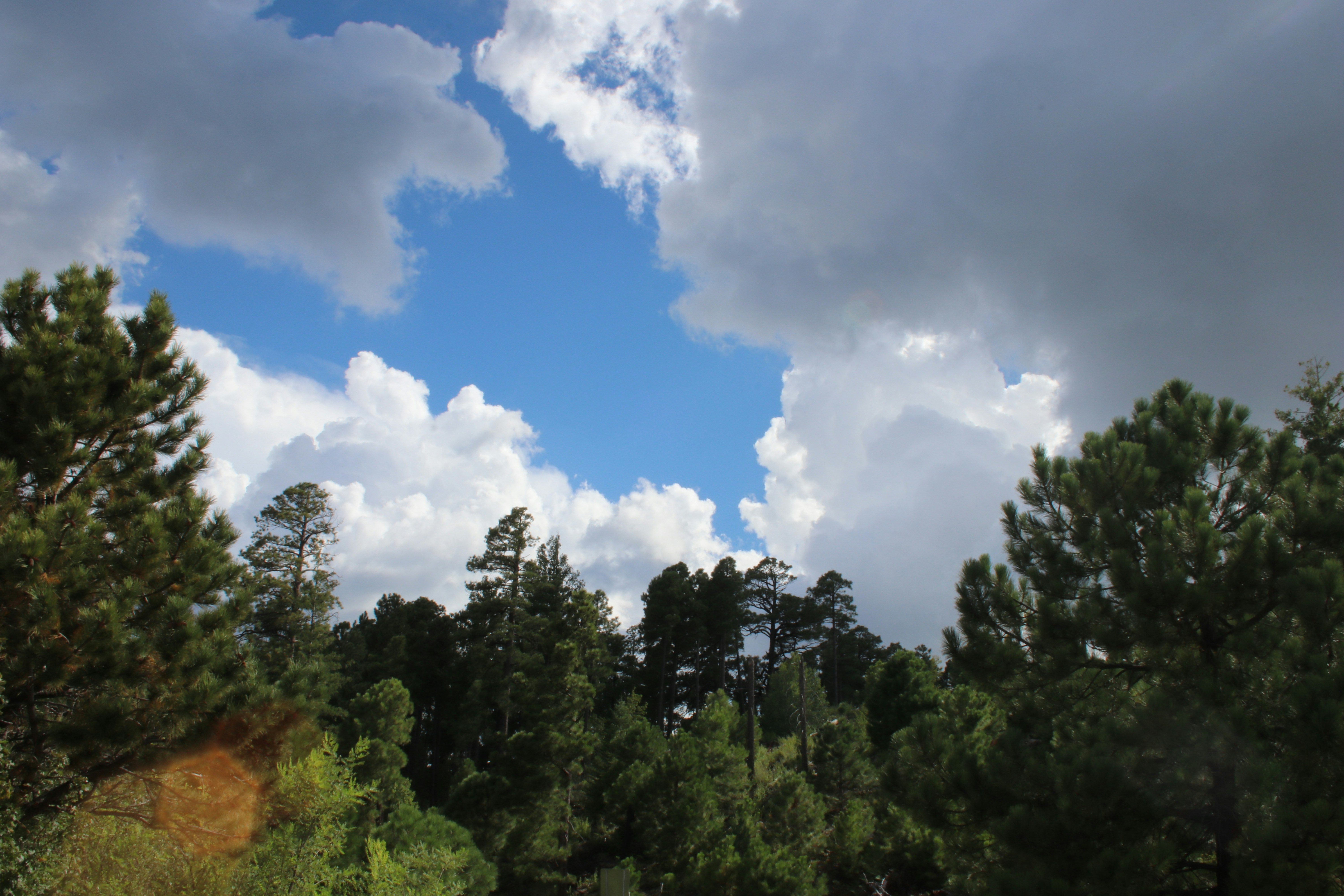 Evergreens with clouds and blue sky