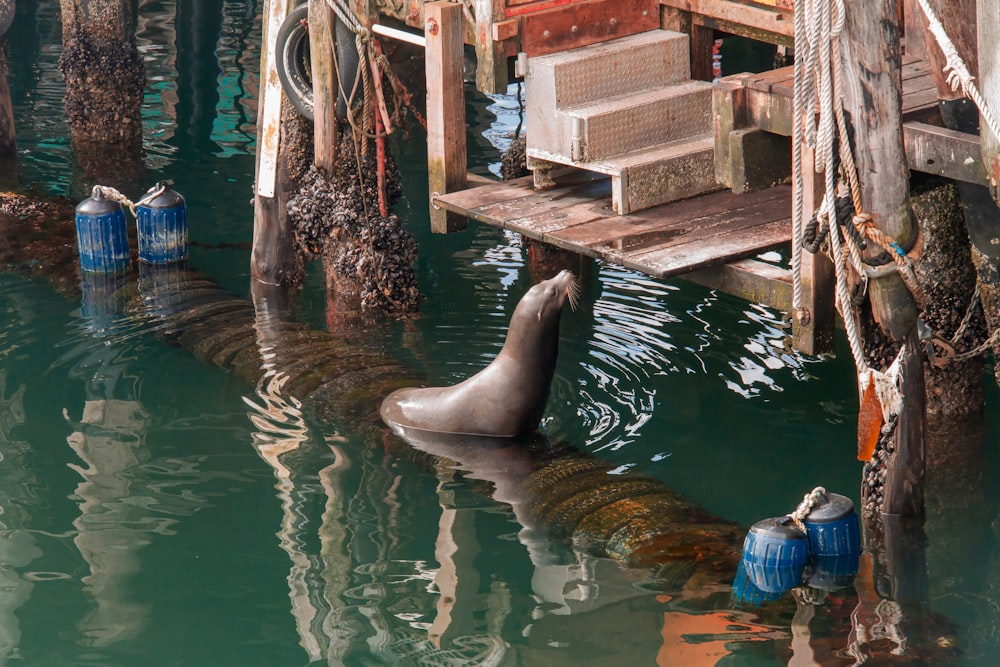 seal on water near wooden dock during daytime