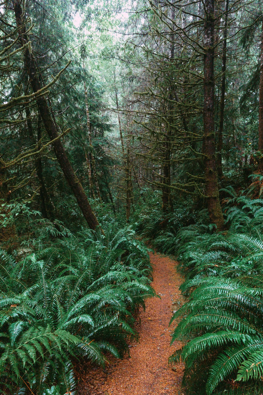 green plants and trees during daytime