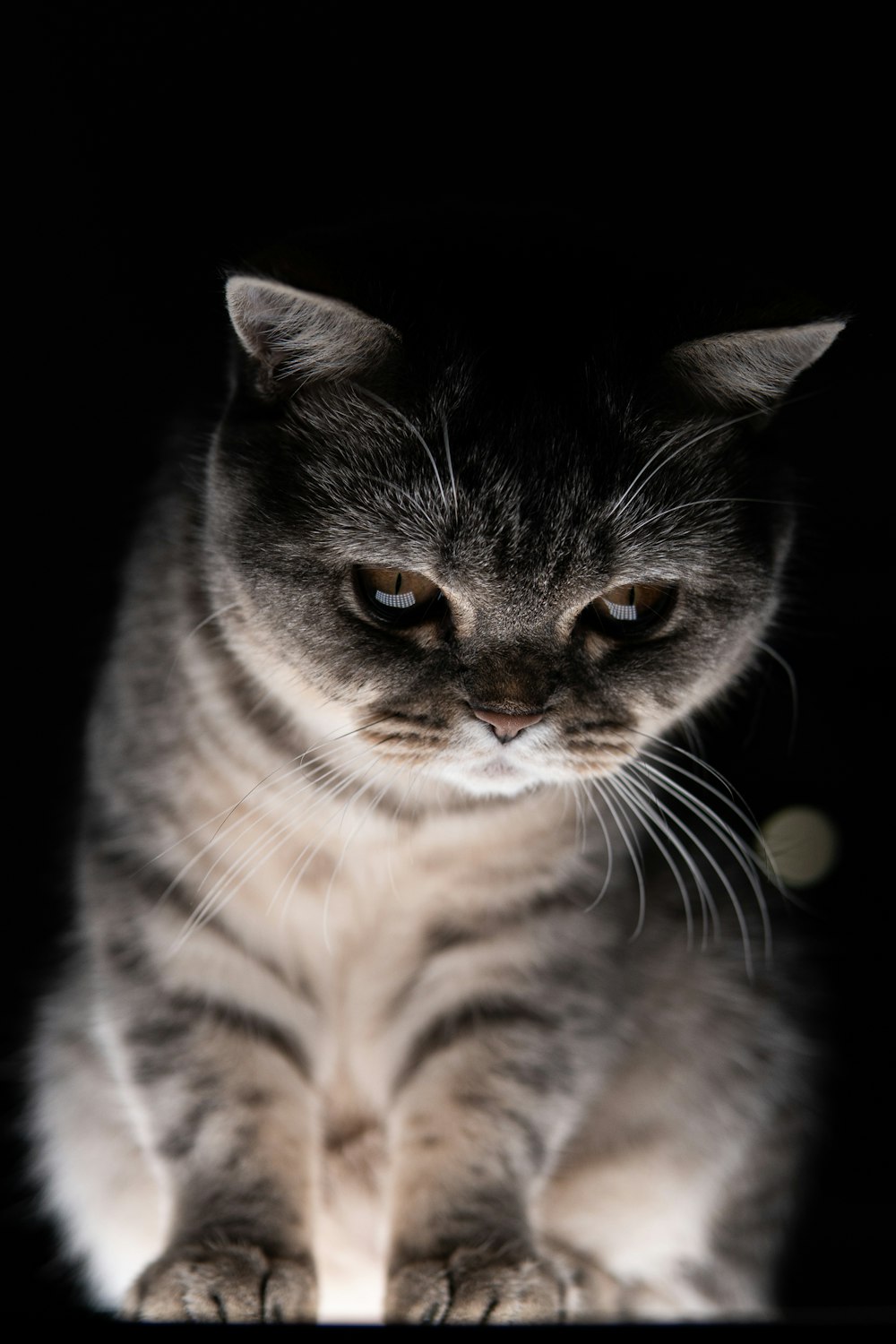 silver tabby cat with black background