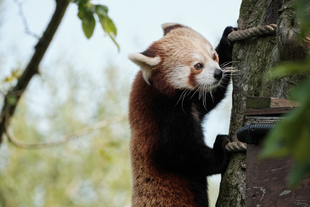 red panda on tree branch during daytime