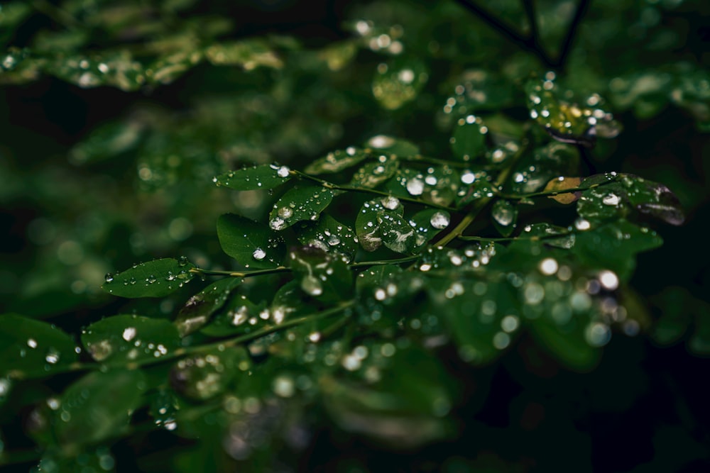 water droplets on green grass