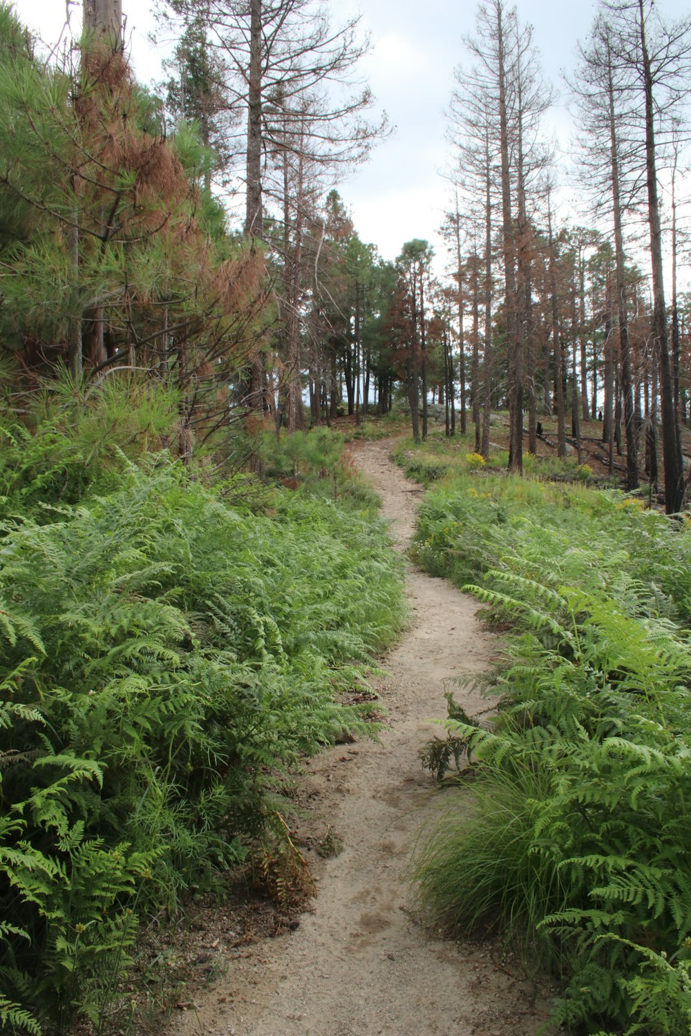 green plants on brown dirt road