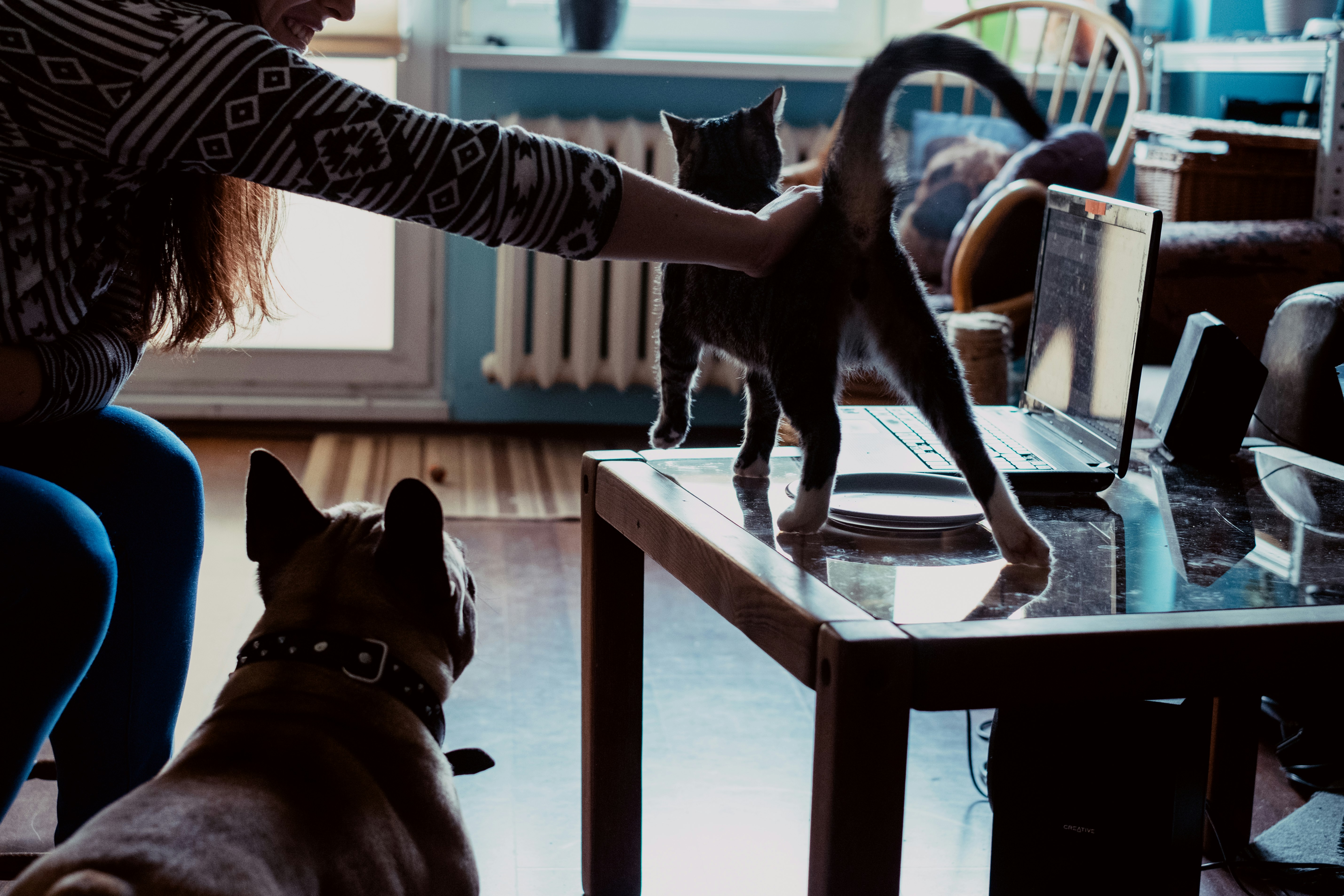 brown short coated dog on white wooden table