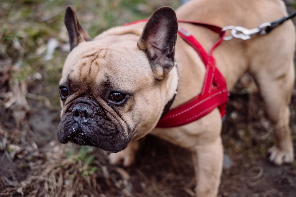 fawn pug with red leash