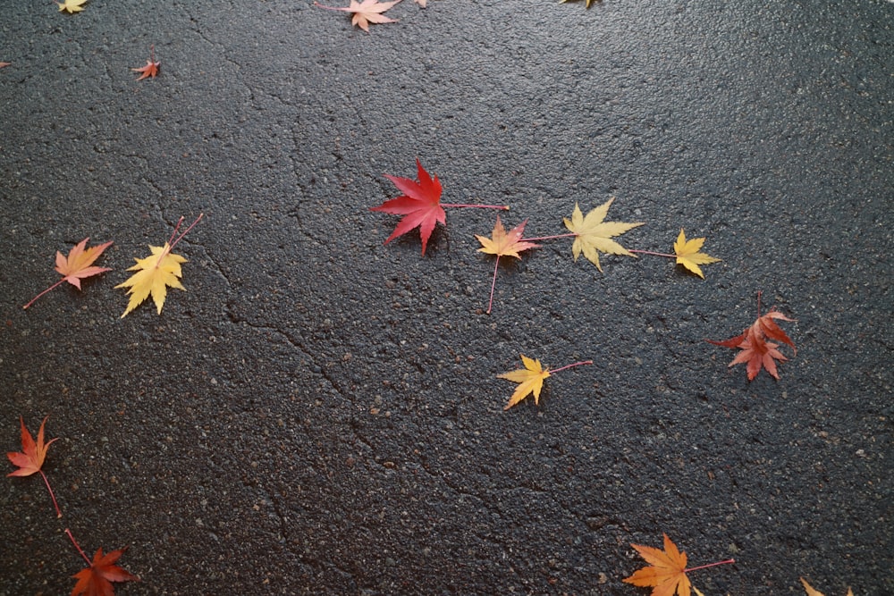 yellow and red maple leaves on black concrete floor