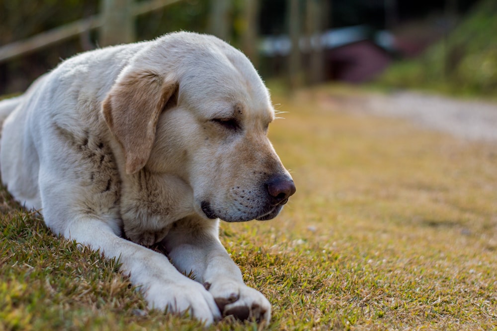 yellow labrador retriever lying on green grass field during daytime