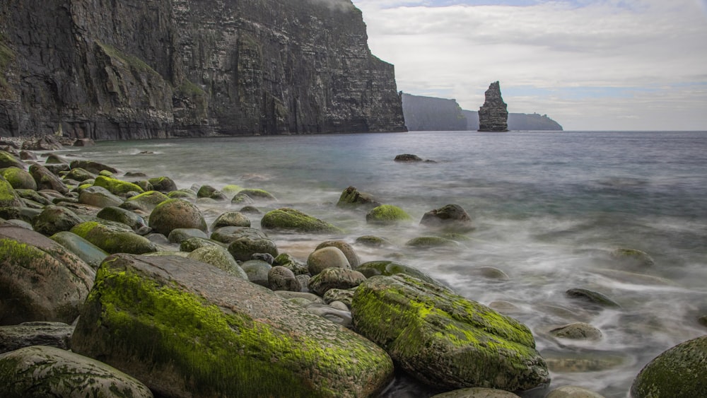 green moss on rocky shore during daytime