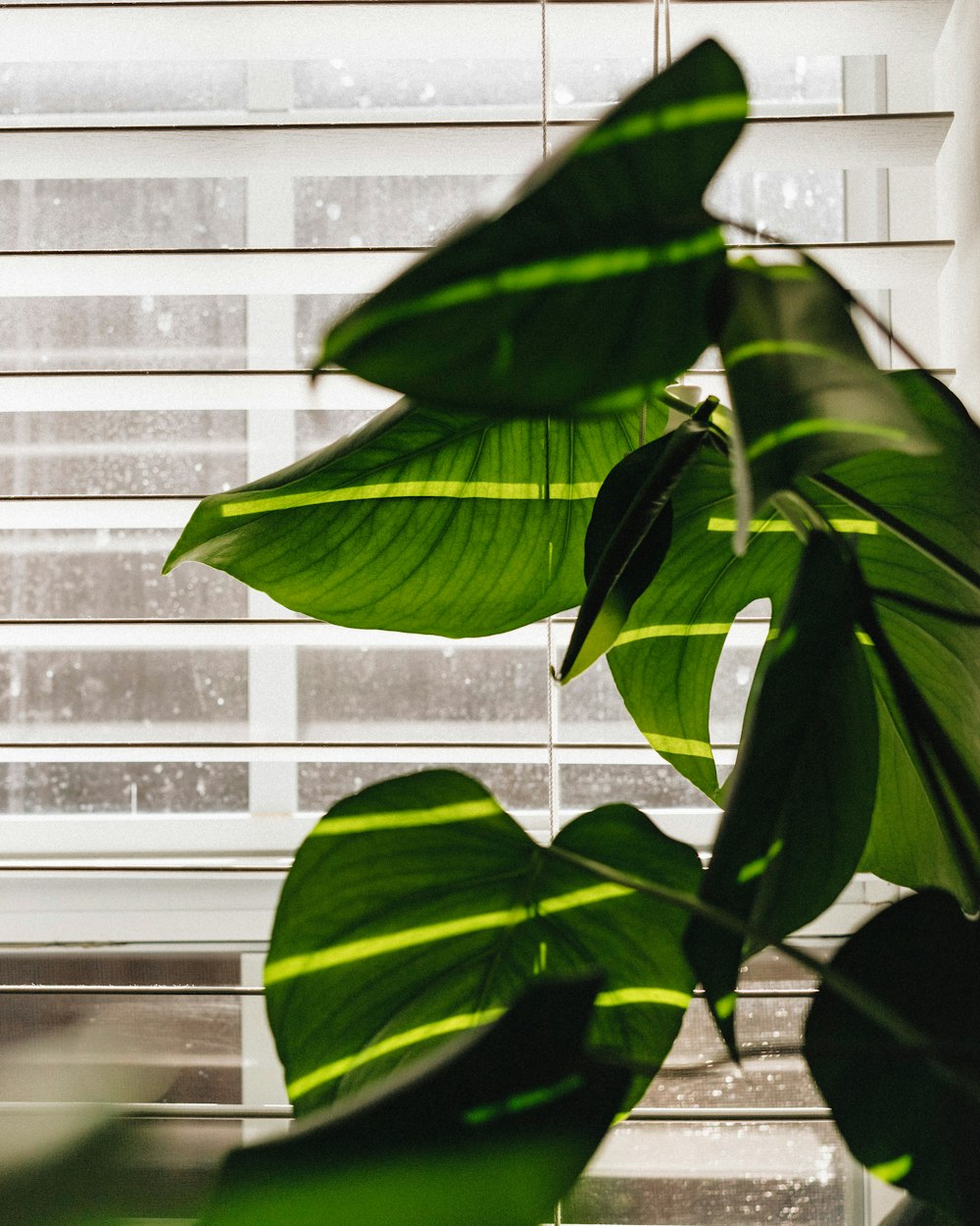green leaves beside white window blinds