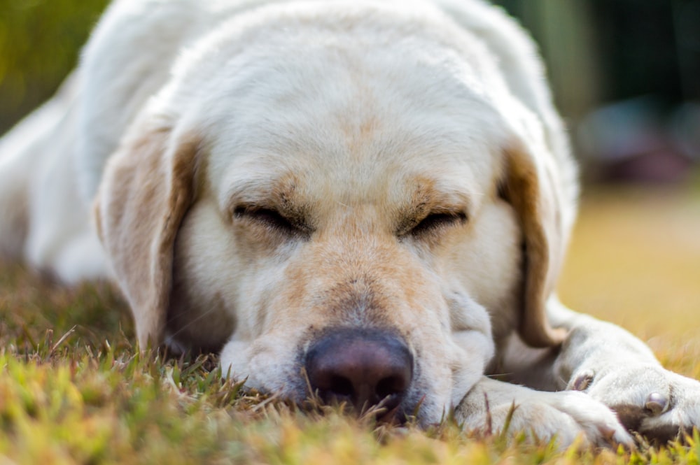 yellow labrador retriever lying on green grass field during daytime