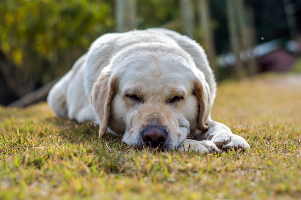 yellow labrador retriever lying on green grass field during daytime