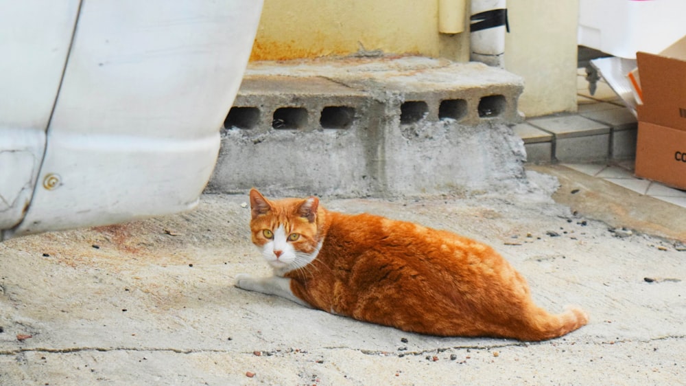orange tabby cat lying on gray concrete floor