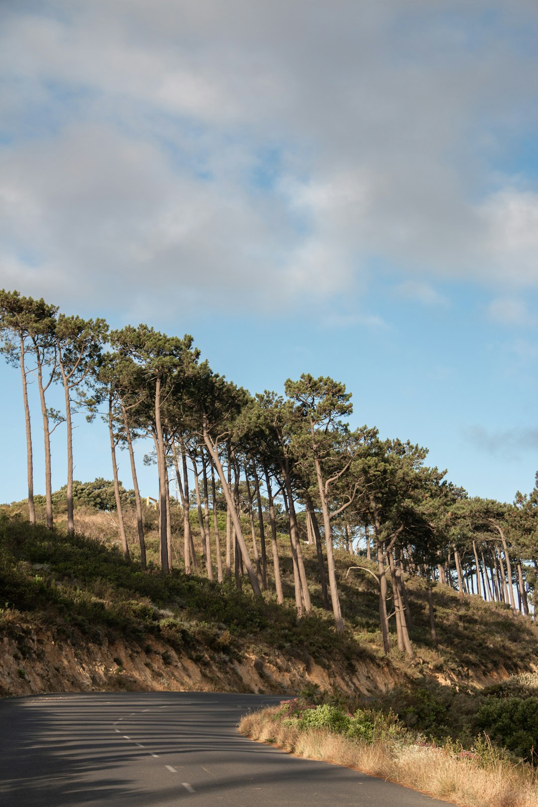 green trees on brown field under blue sky during daytime