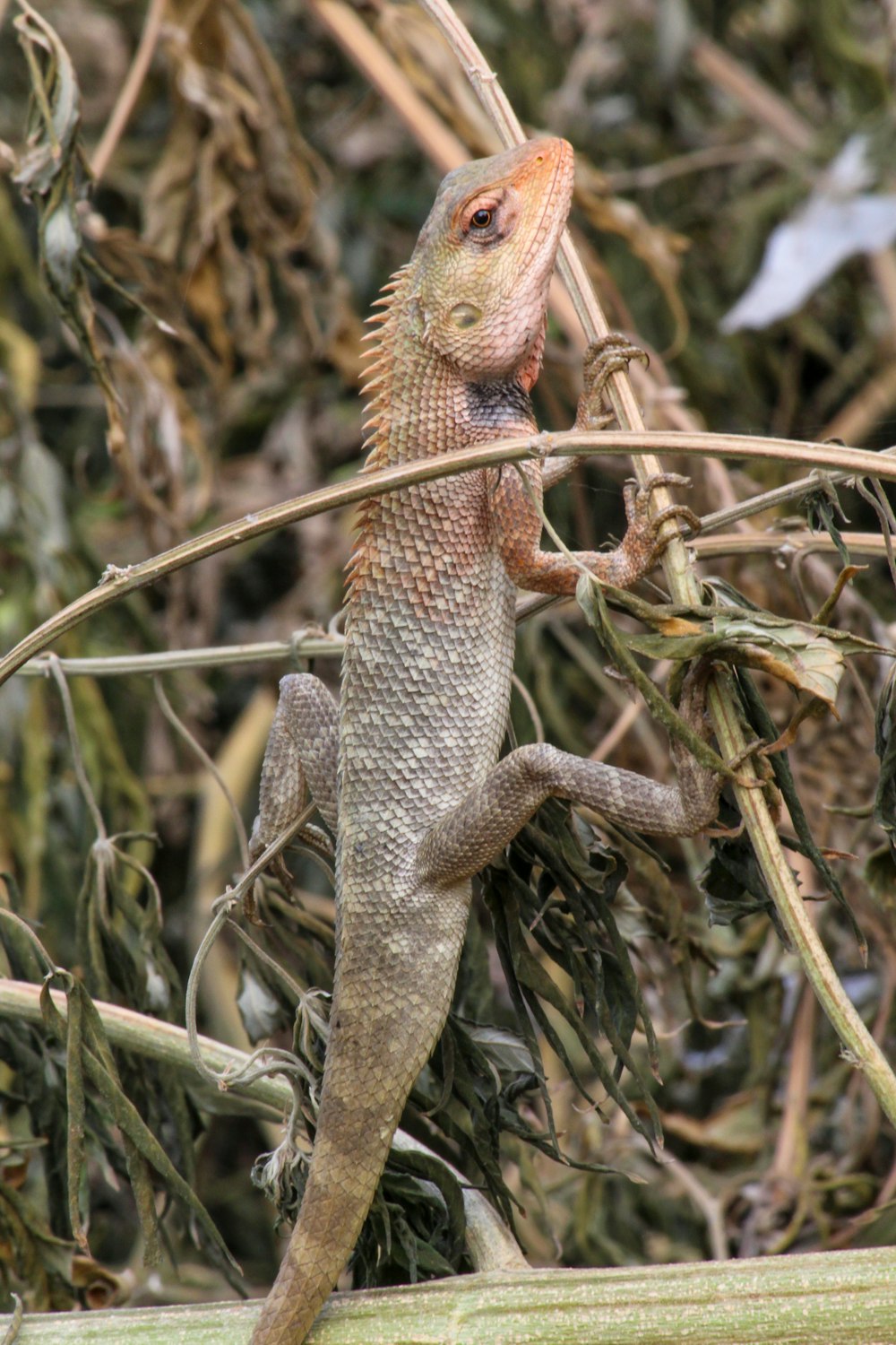 Dragón barbudo marrón y negro en la rama marrón del árbol durante el día