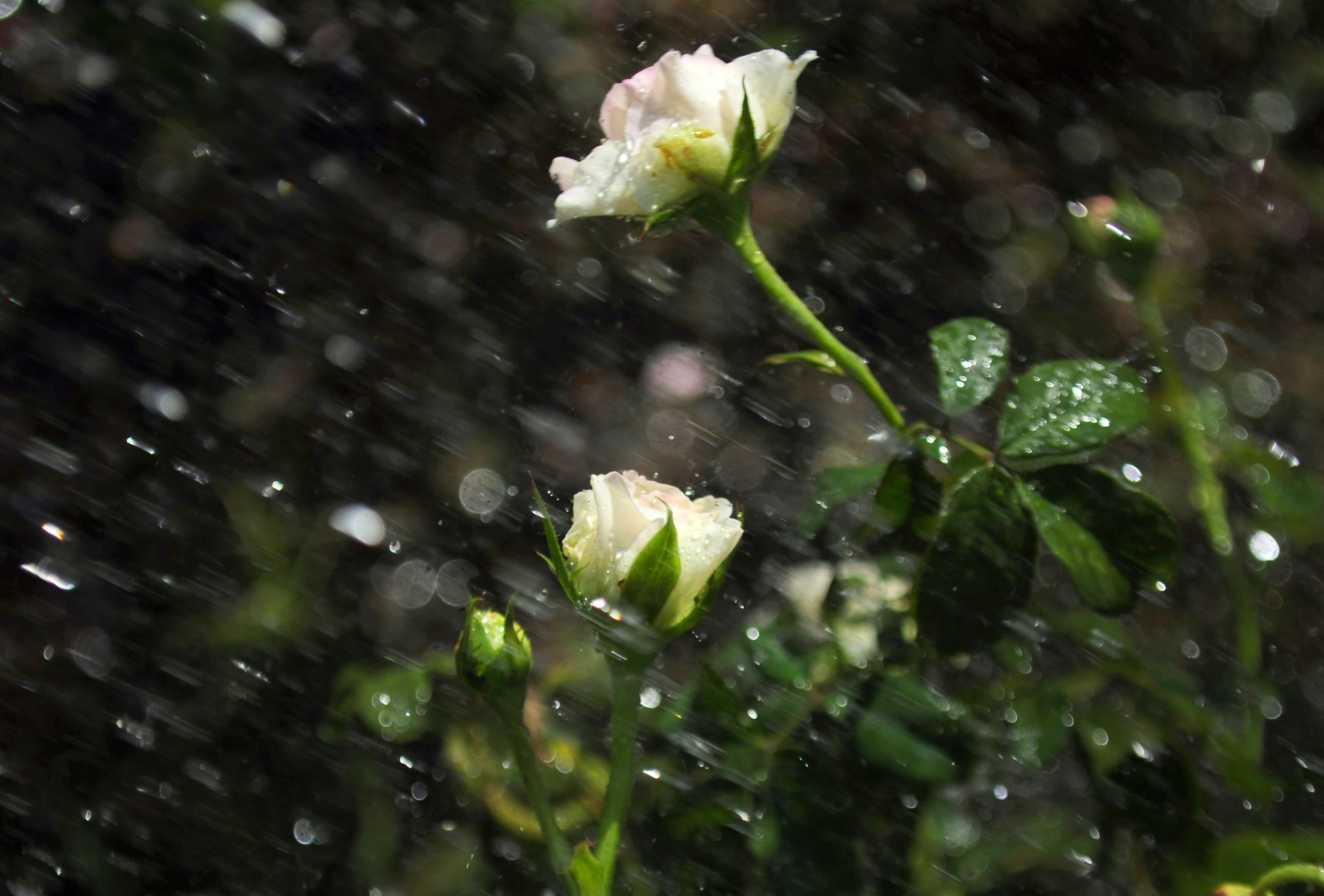 Rainer Maria Rilke: 25 Heartfelt Poetic Wishes & Quotes