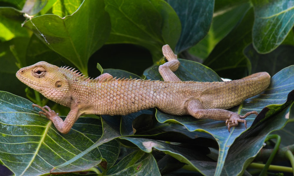 brown and white bearded dragon on green leaves