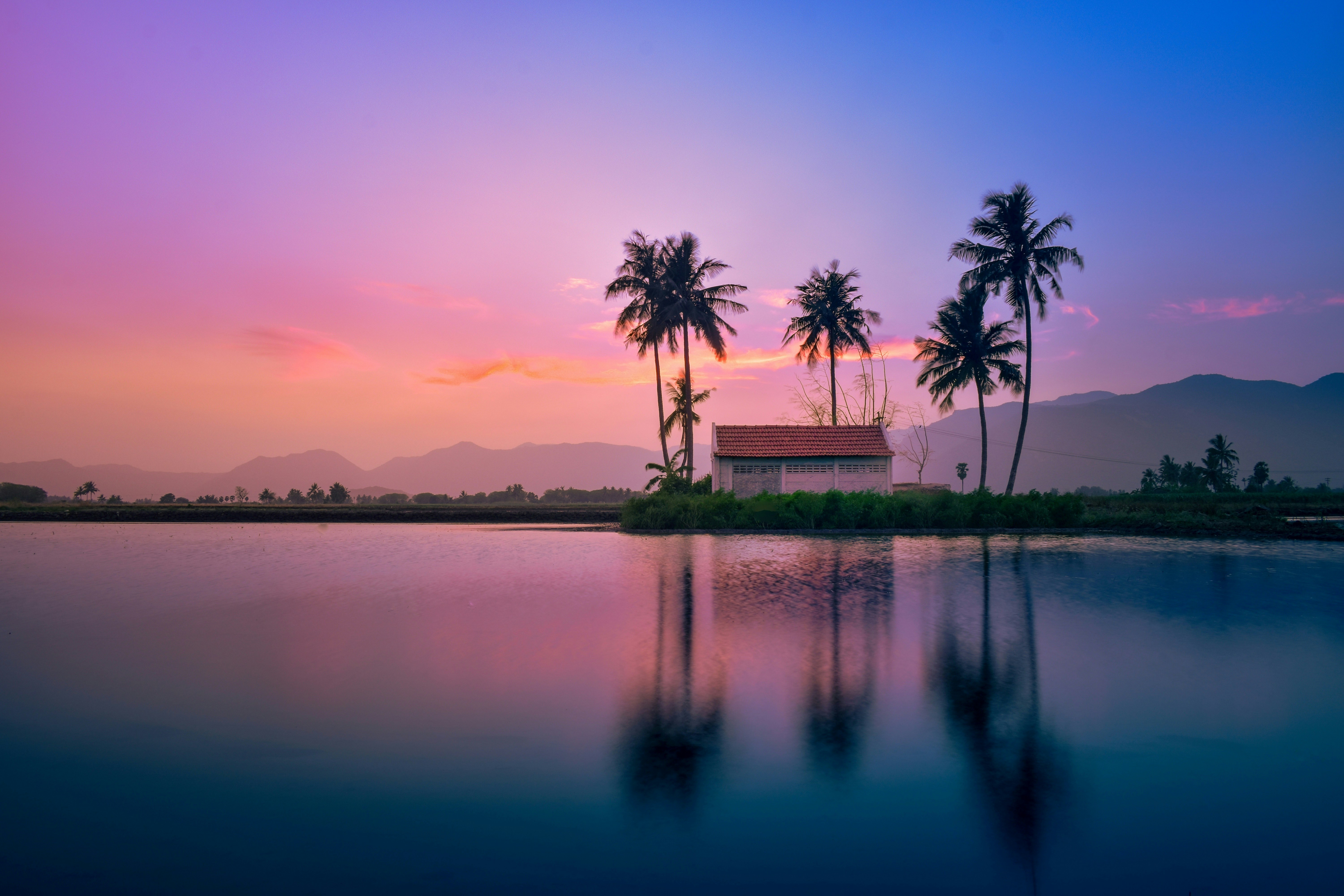 palm trees near body of water during sunset