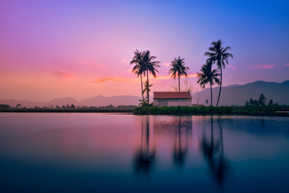 palm trees near body of water during sunset