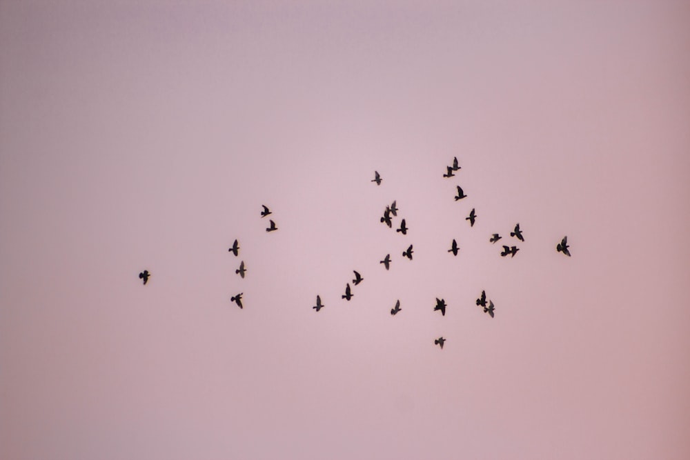 flock of birds flying under white sky during daytime