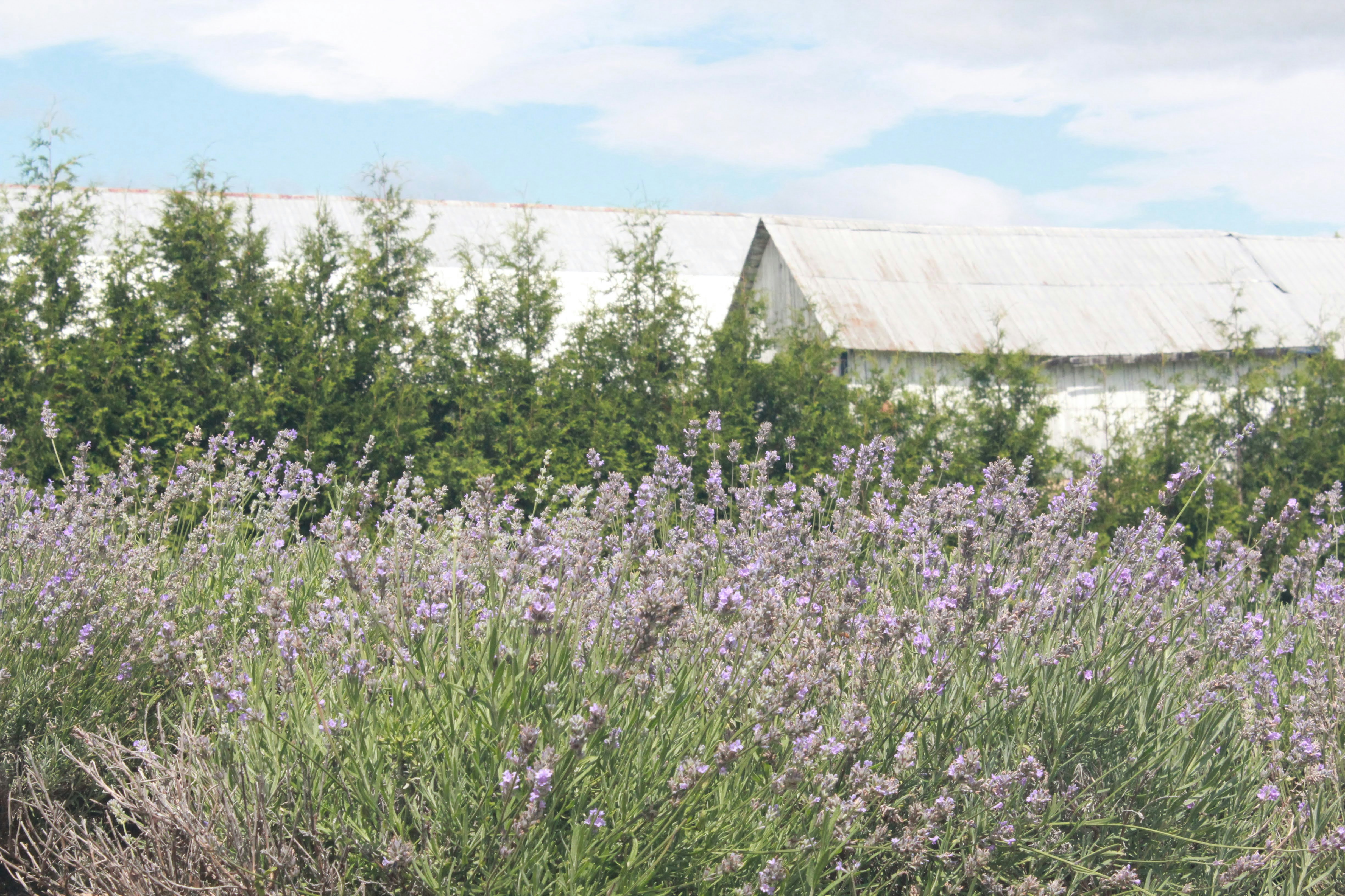 Organic Lavender Honey & Seeds