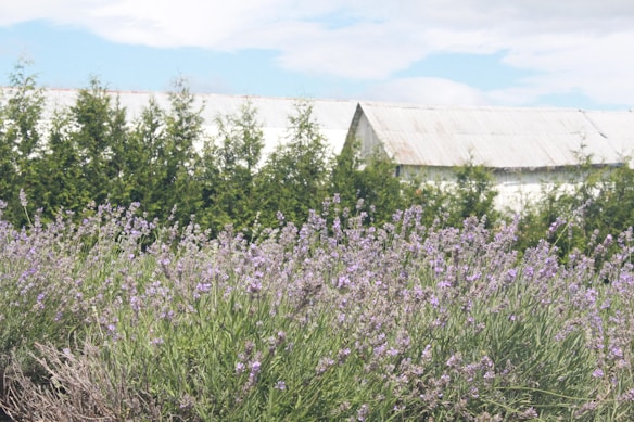 A field of lavender plants is in the foreground, with rows of blooming purple flowers and green foliage. Behind the field, there are tall evergreen trees forming a natural boundary. In the background, two large, pale-colored farm buildings with slanted roofs rise above the trees, set against a partly cloudy sky.