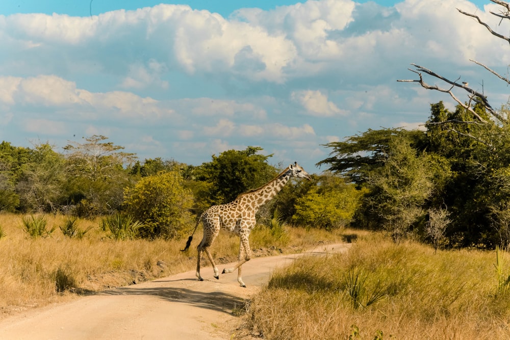 giraffe walking on brown dirt road during daytime