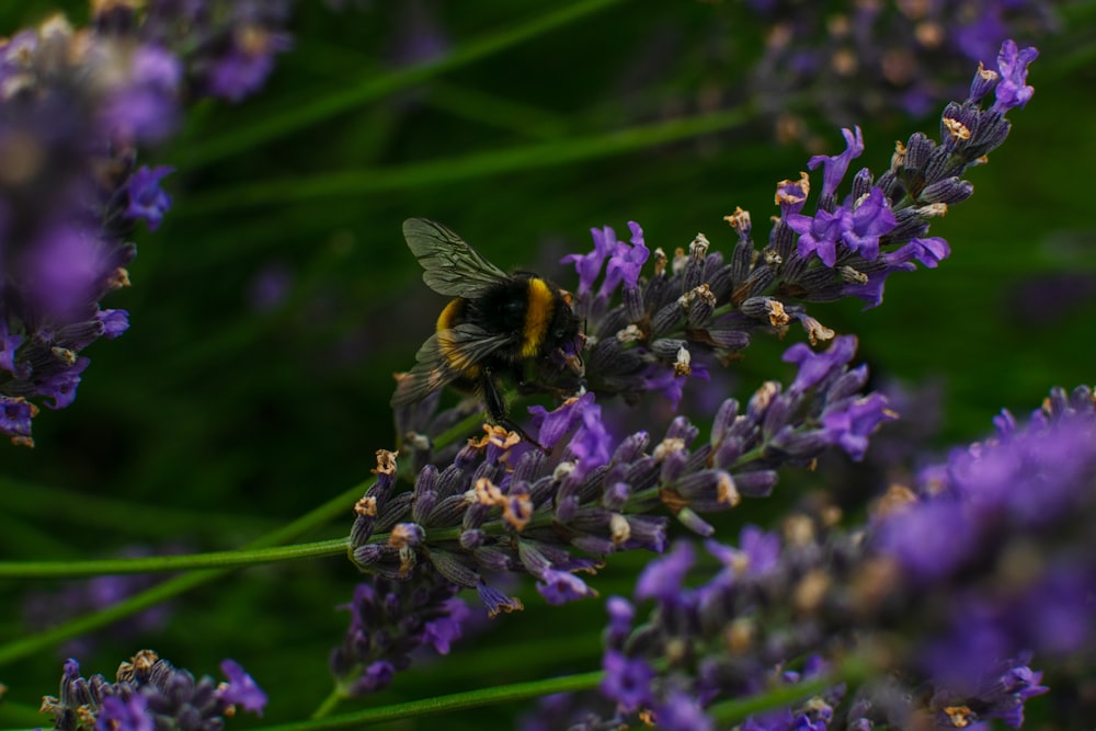 flor morada con abeja negra y amarilla