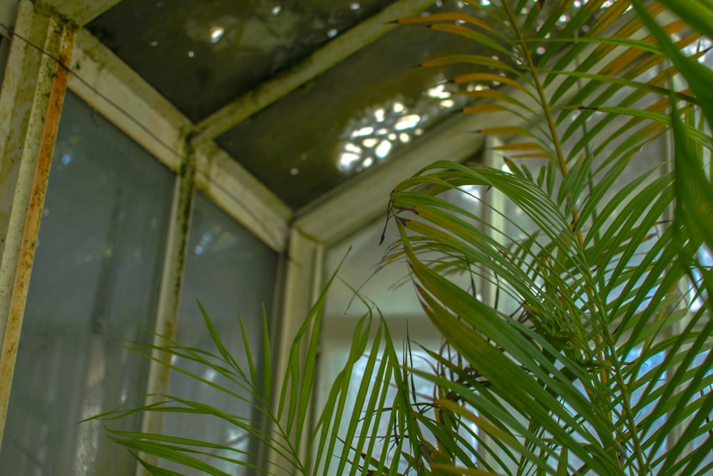 green leaf plant near window