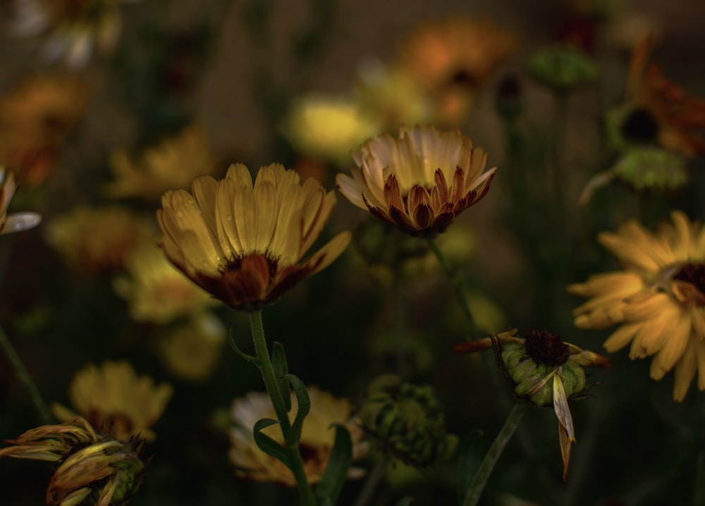 yellow flower in tilt shift lens