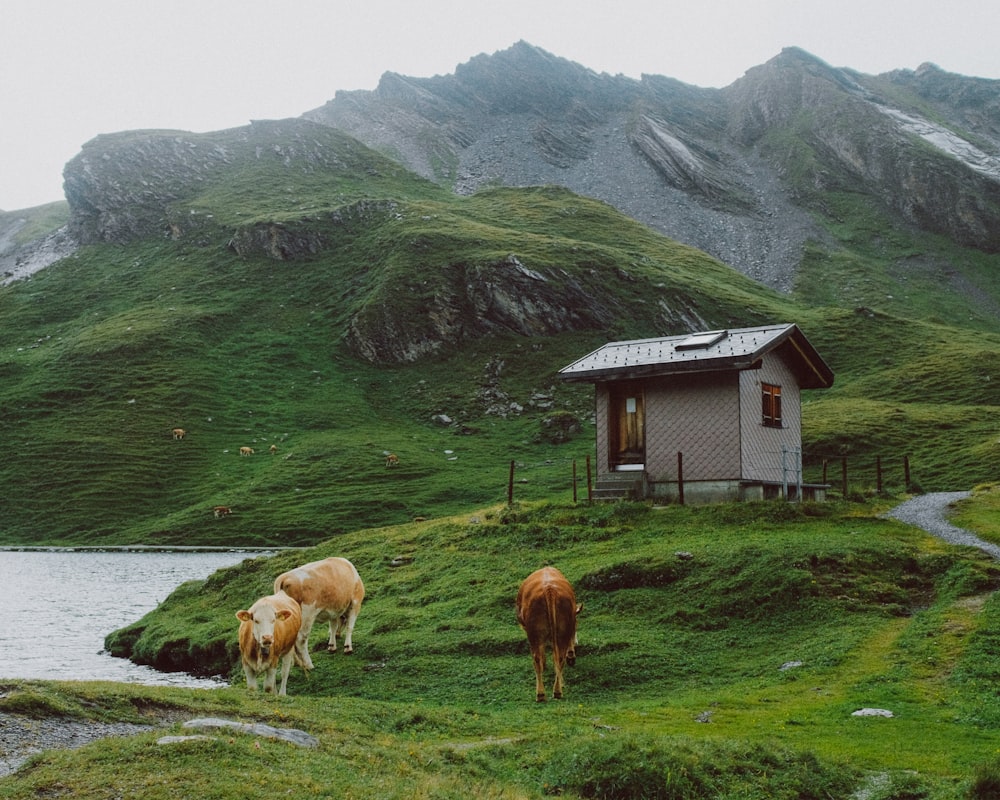 Braune Kuh auf grünem Grasfeld in der Nähe des braunen und weißen Hauses tagsüber