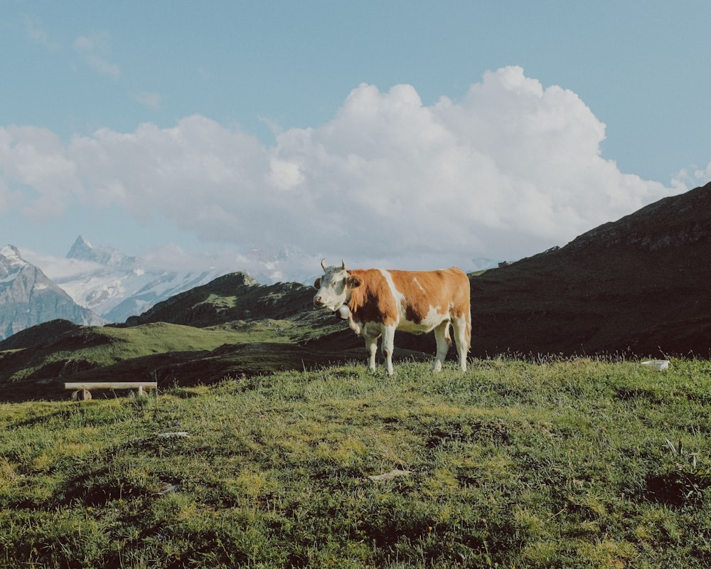 brown and white cow on green grass field during daytime