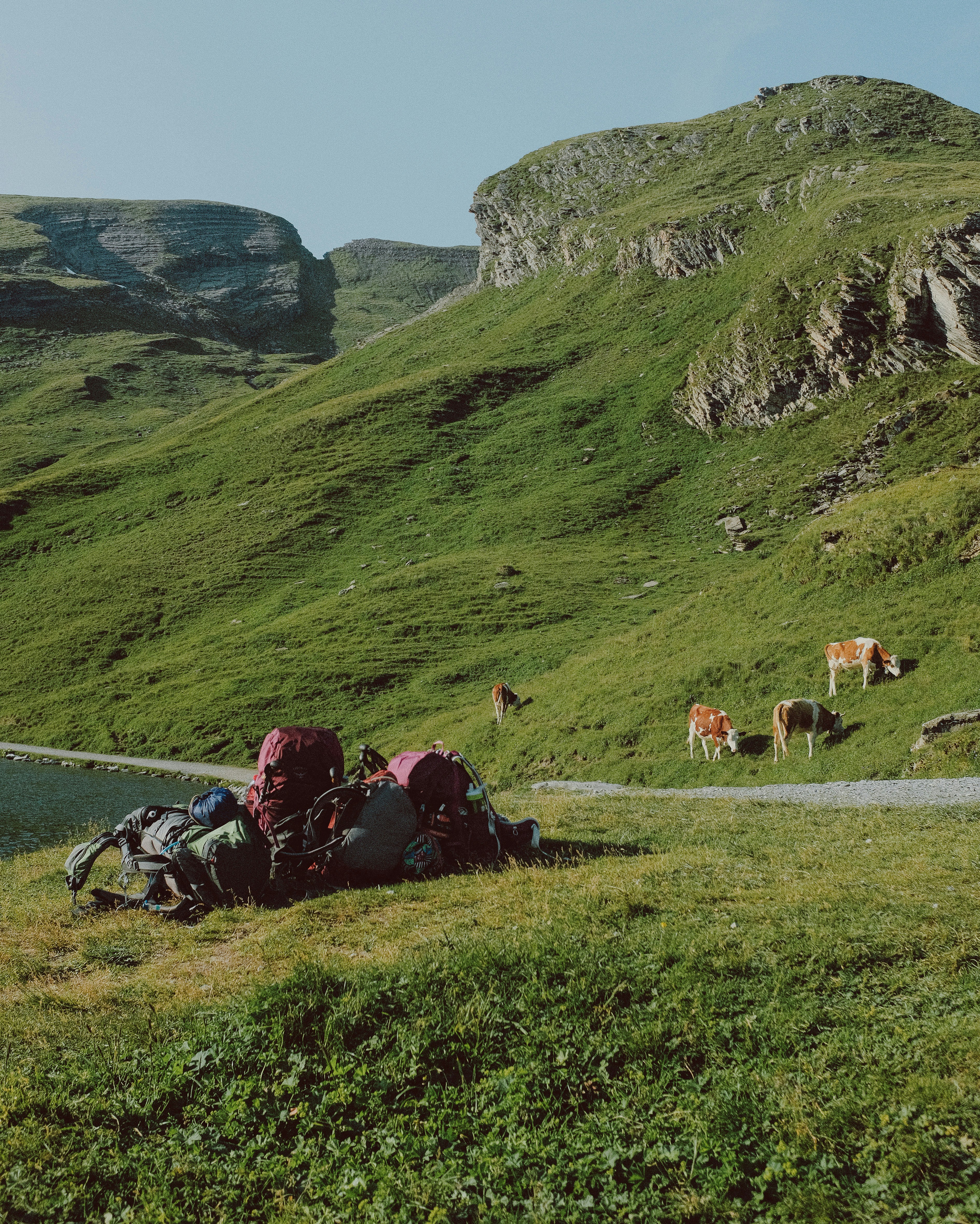 horses on green grass field near mountain during daytime
