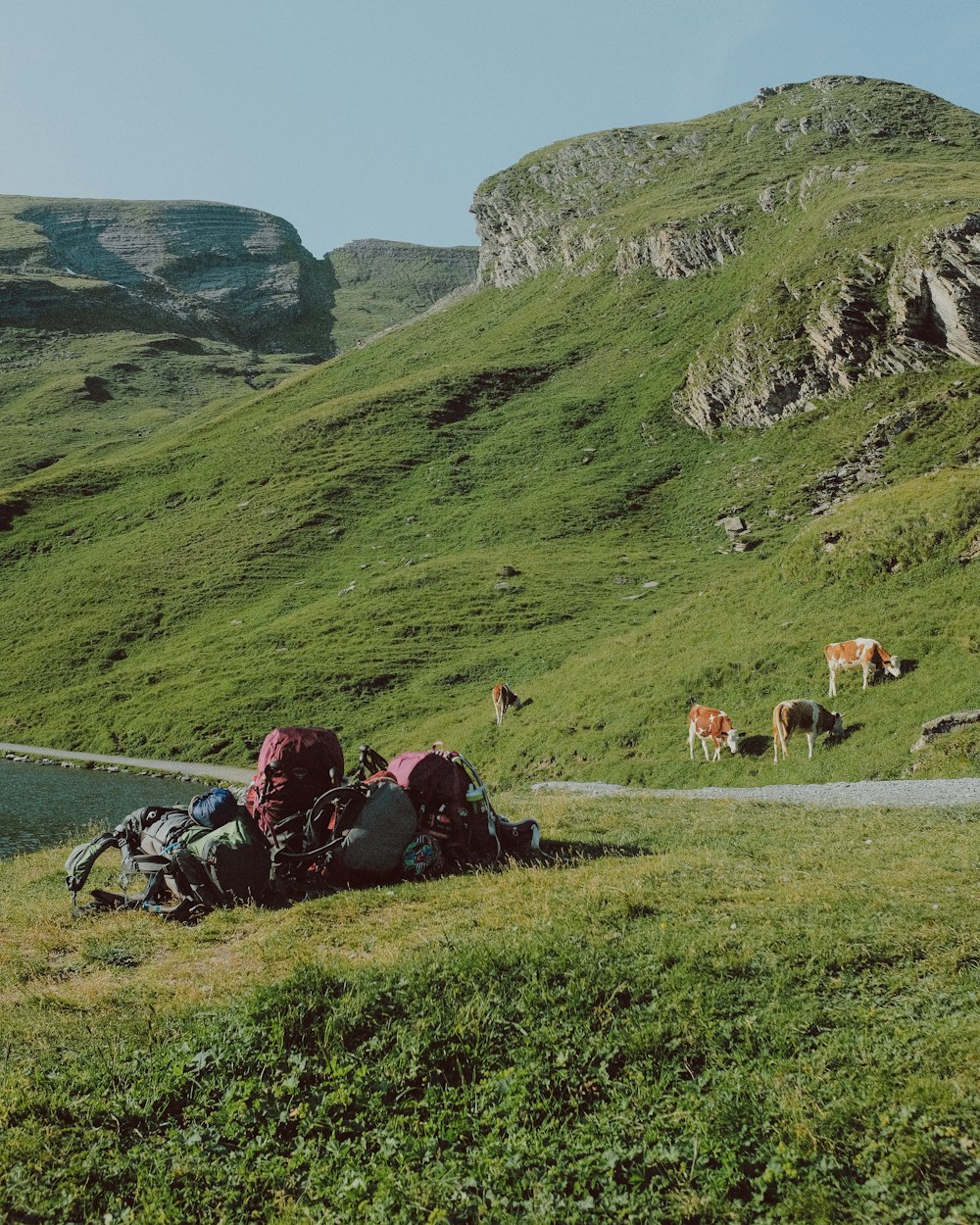 horses on green grass field near mountain during daytime