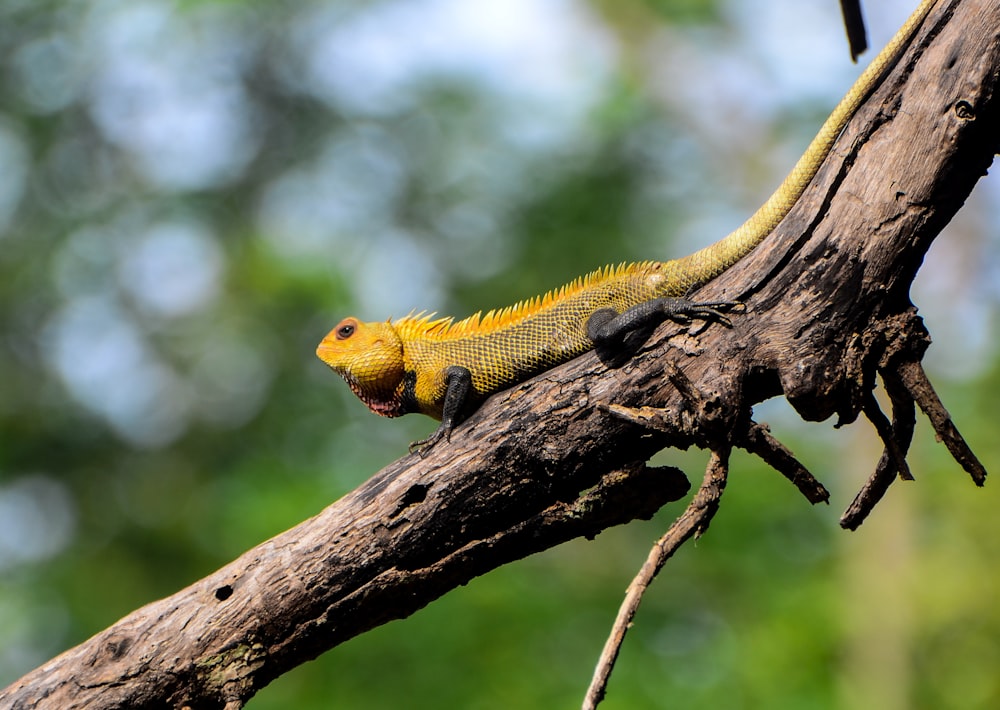 yellow and green bearded dragon on brown tree branch during daytime