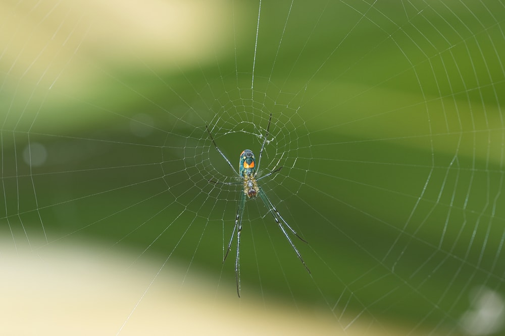 blue and black spider on spider web in close up photography