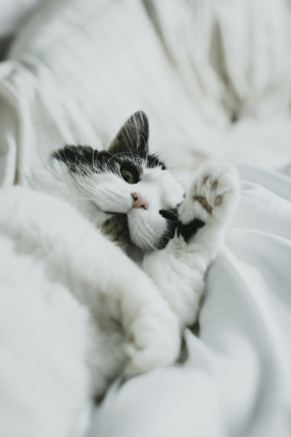 white and black cat on white textile