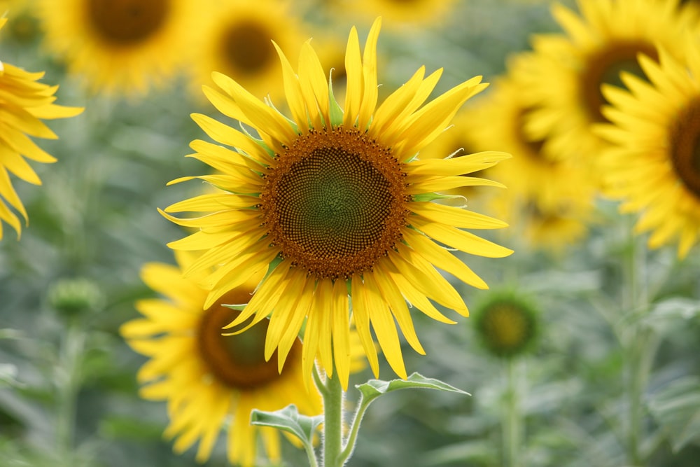 yellow sunflower in close up photography