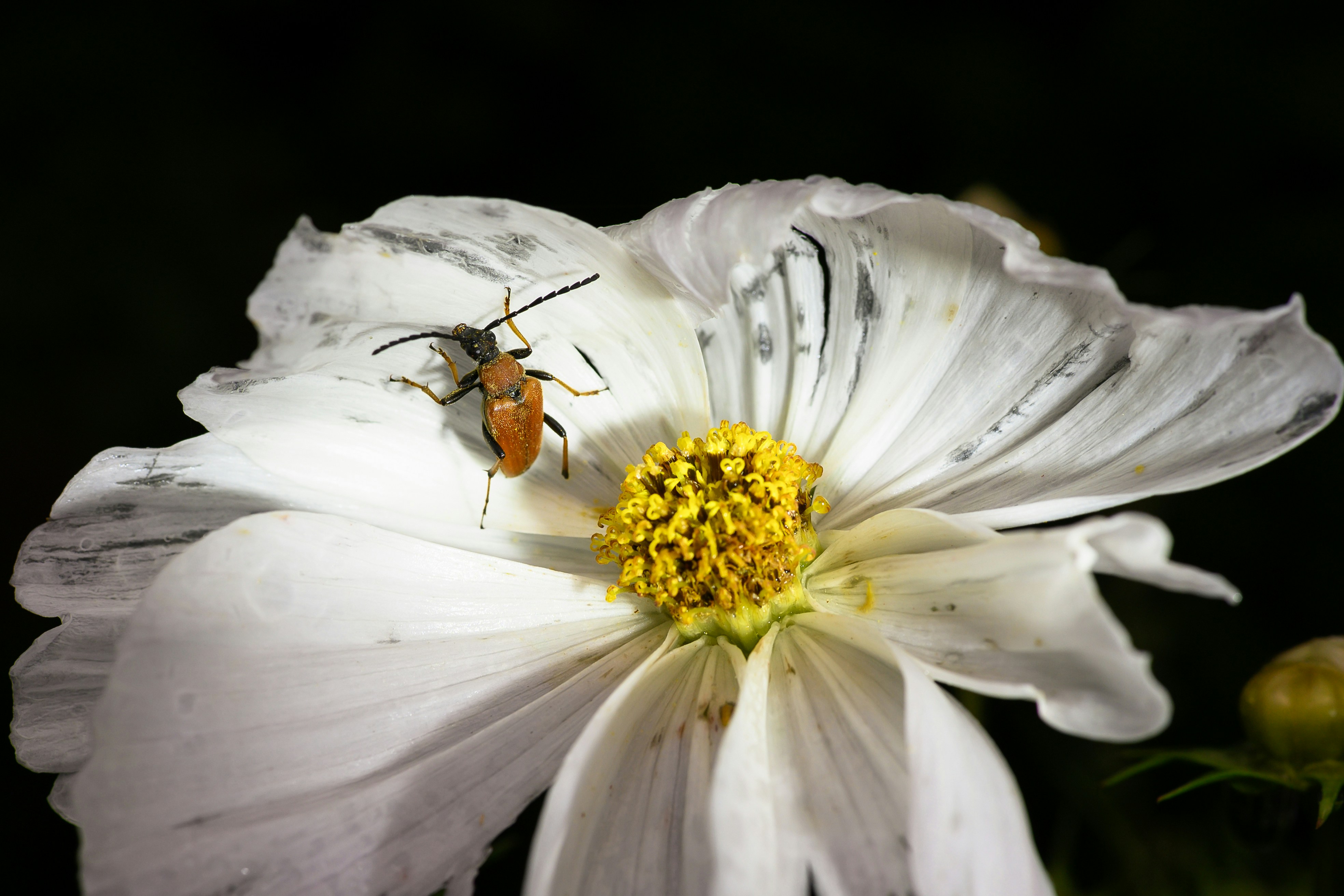 Photo by fotoblend