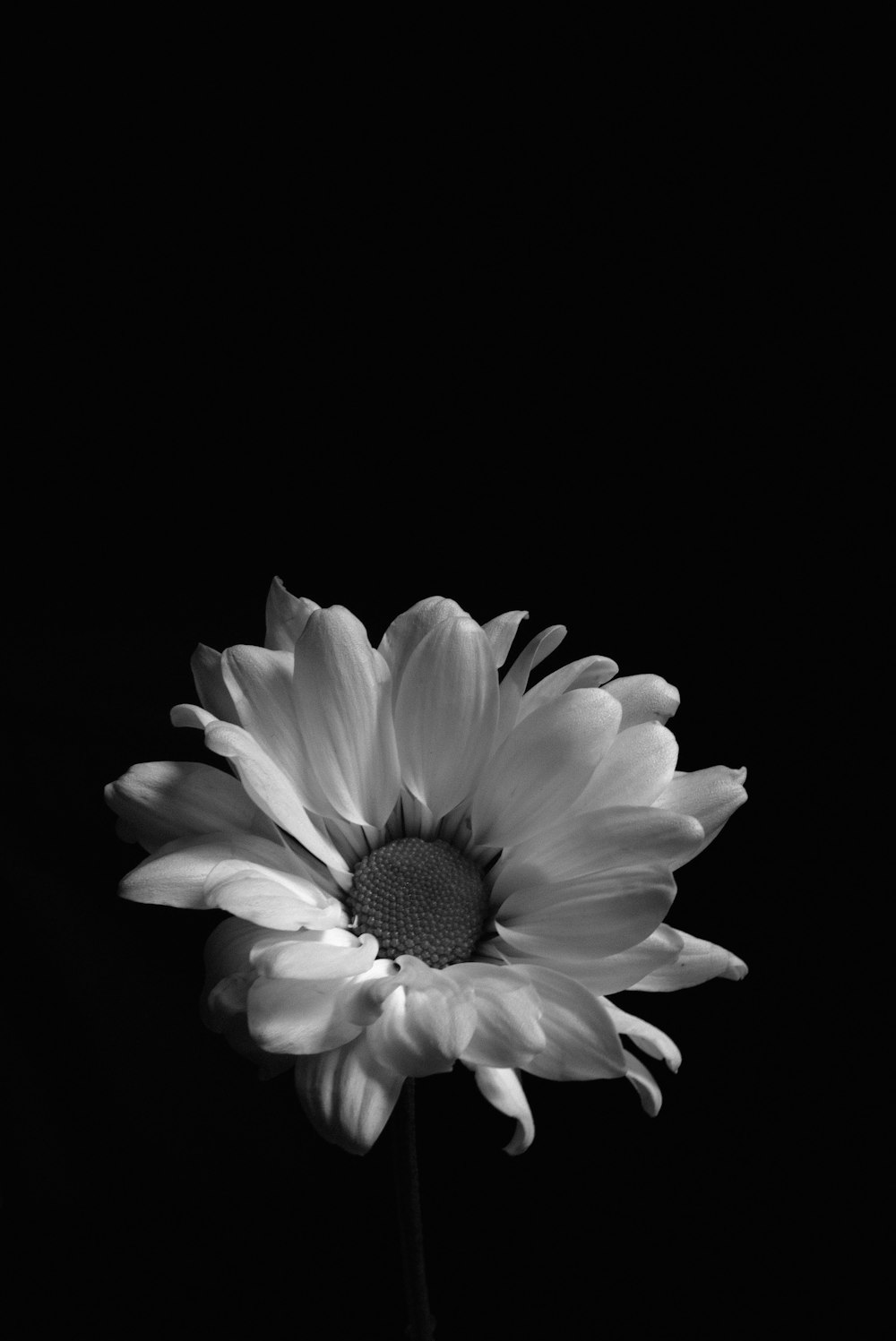 Hoa trắng nền đen là một tác phẩm nghệ thuật tinh tế, thể hiện sự thanh lịch và độc đáo. Hình ảnh này chắc chắn sẽ thu hút mọi người đến và khám phá thêm vẻ đẹp của bức tranh hoa trắng nền đen này.