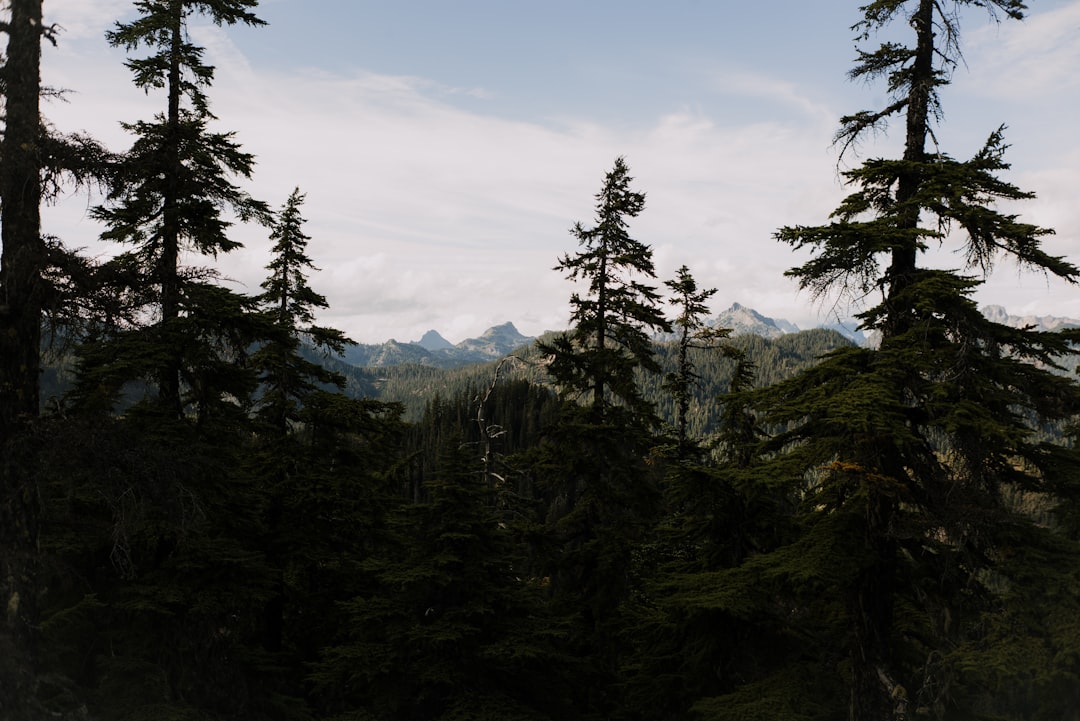 green pine trees under blue sky during daytime