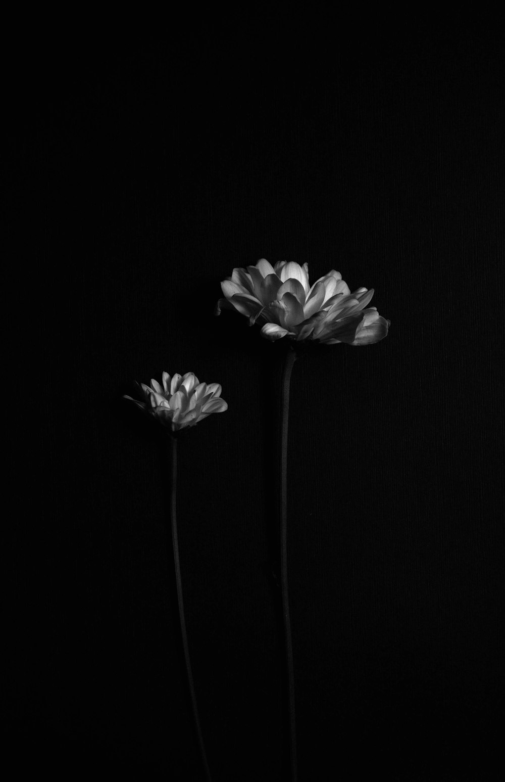 white flower on black background