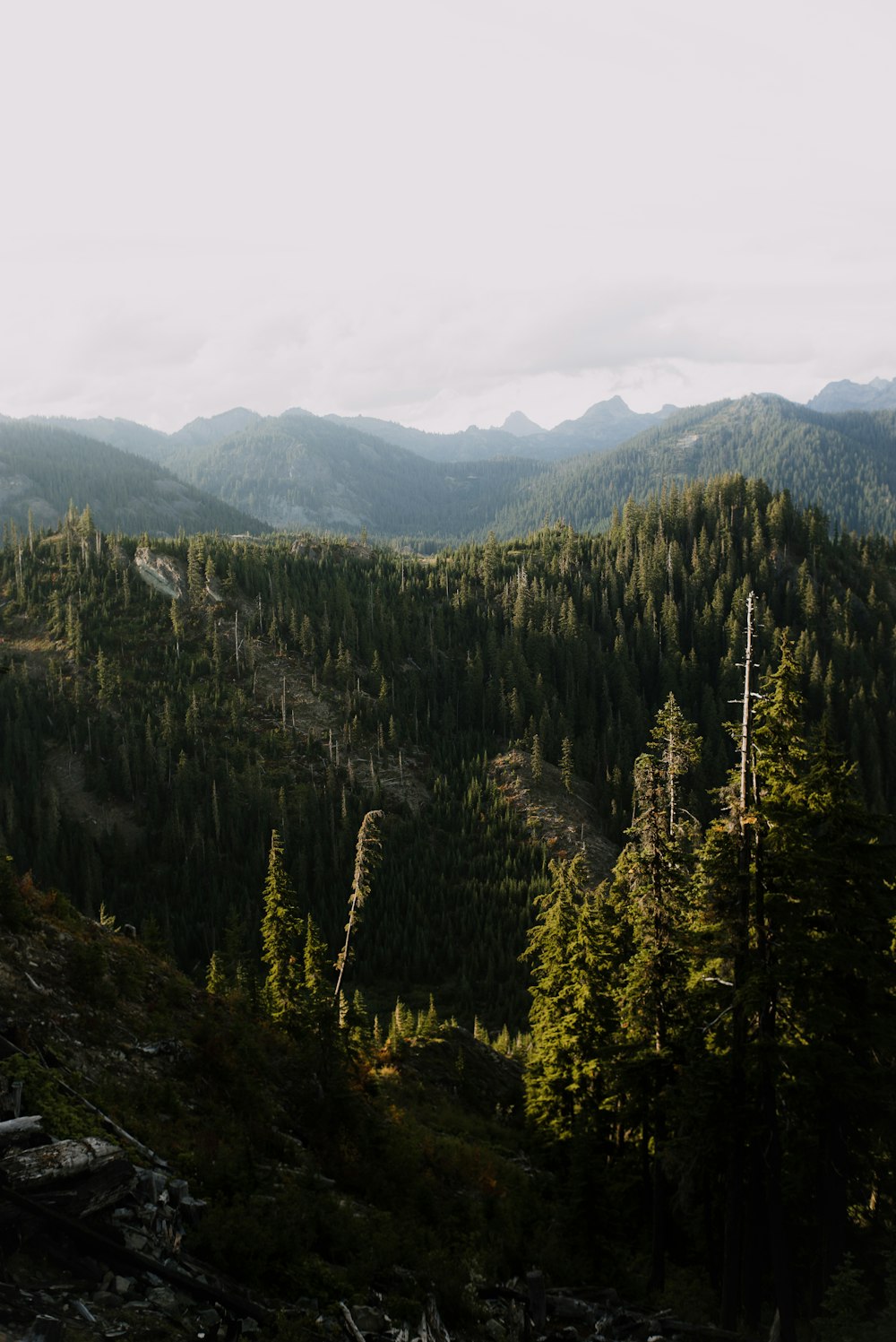 green trees on mountain during daytime