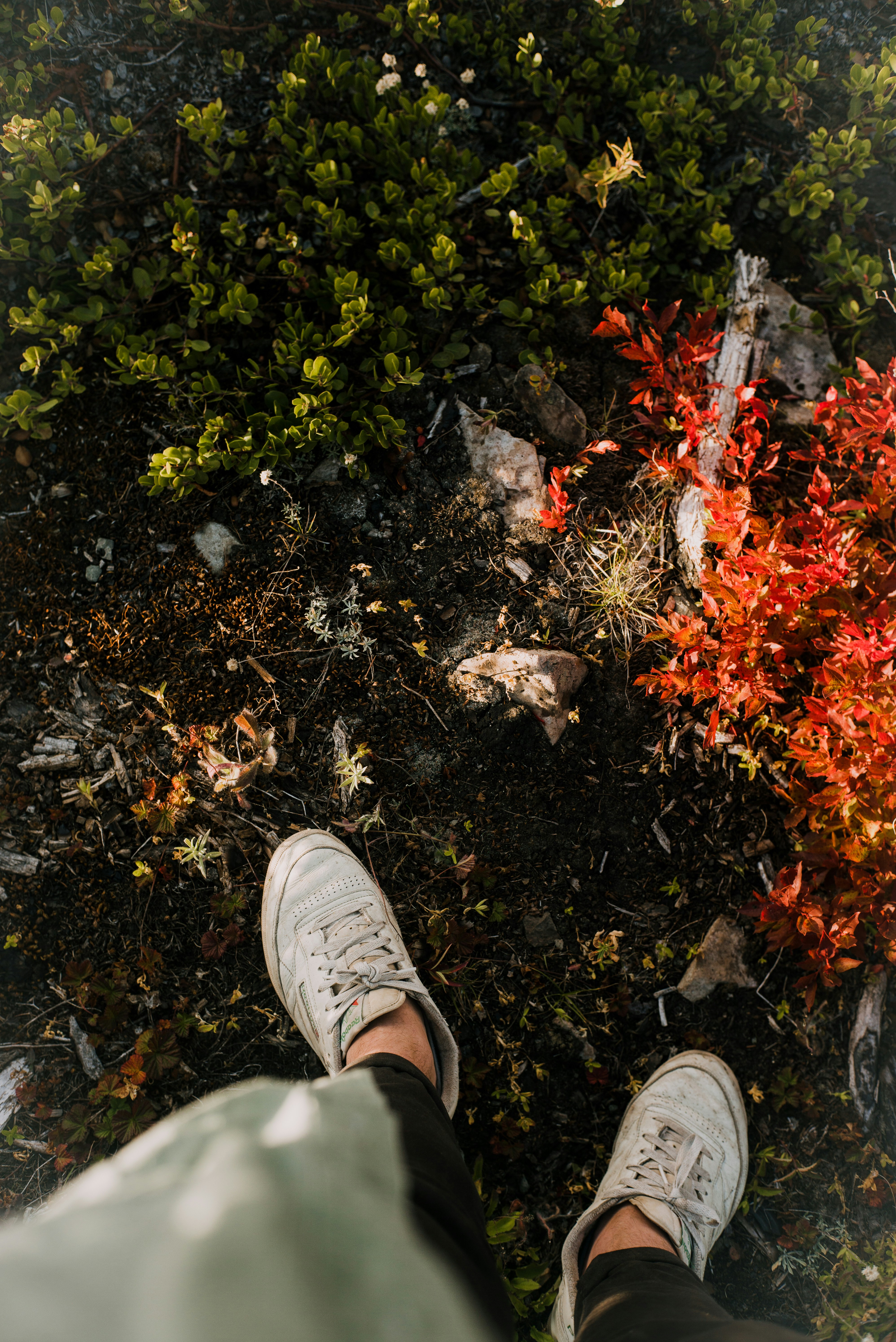 Reeboks on top of Pacific Northwest dirt and greenery. 