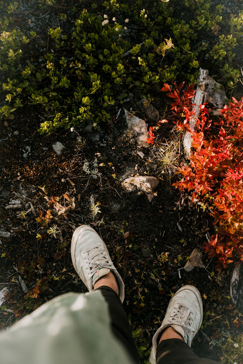 Foto persona con zapatos blancos de pie sobre hojas secas – Imagen Reebok  gratis en Unsplash