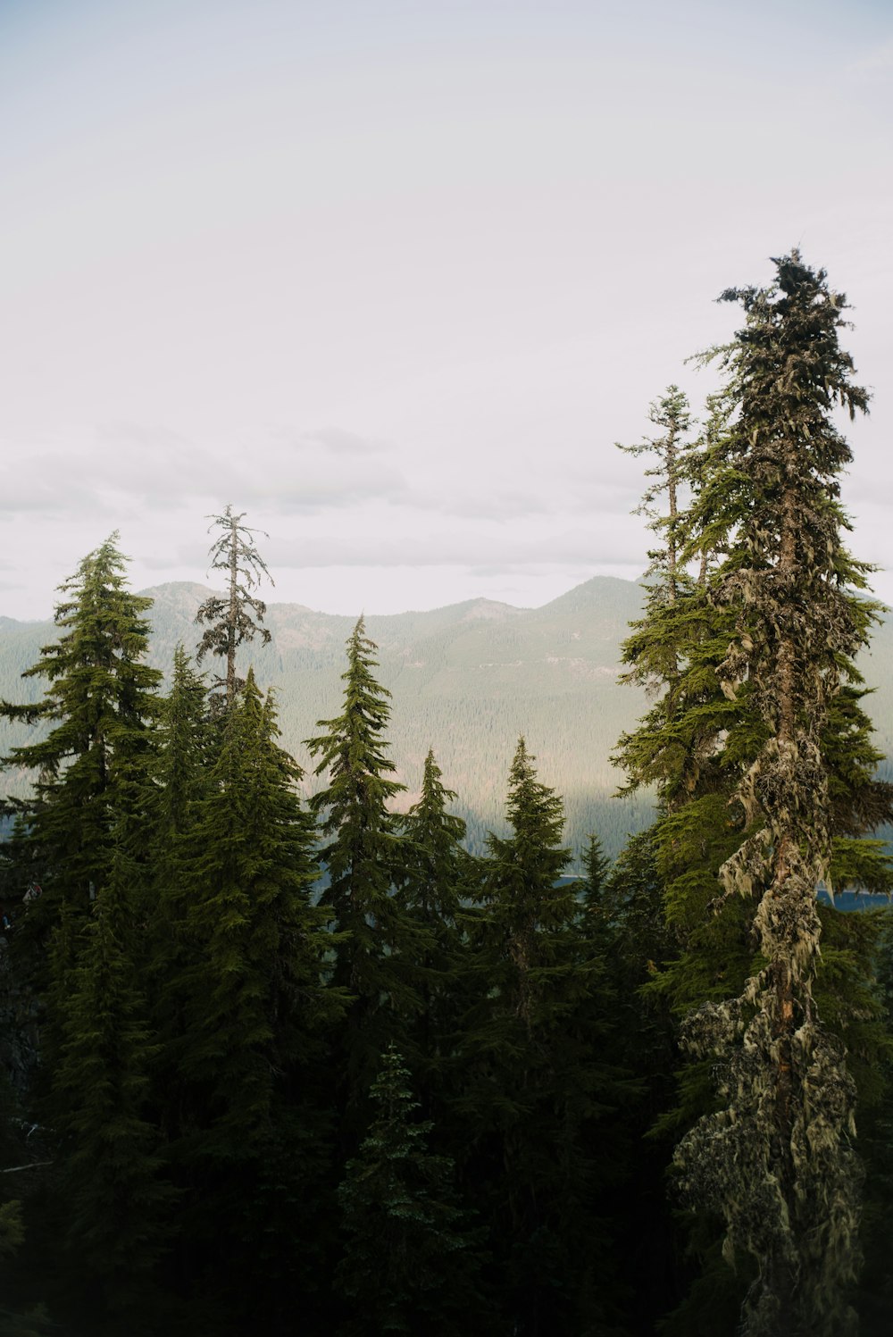 green pine trees near mountain during daytime