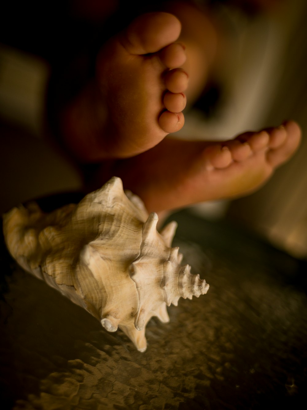 person holding white and brown seashell