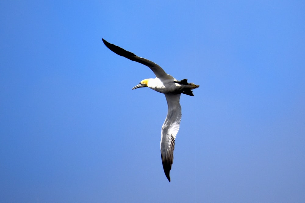 white and black bird flying during daytime