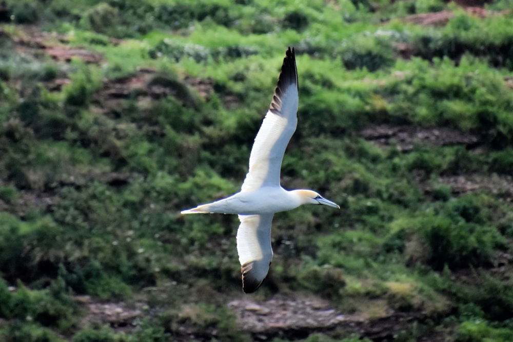 white gull flying during daytime