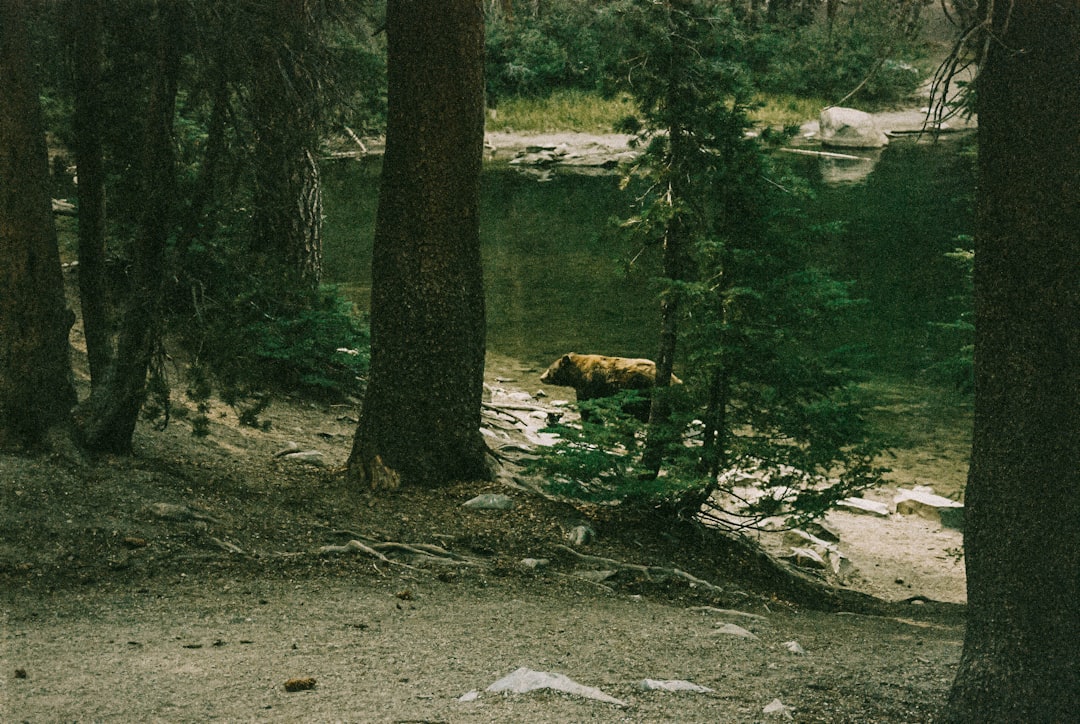 green trees on gray soil