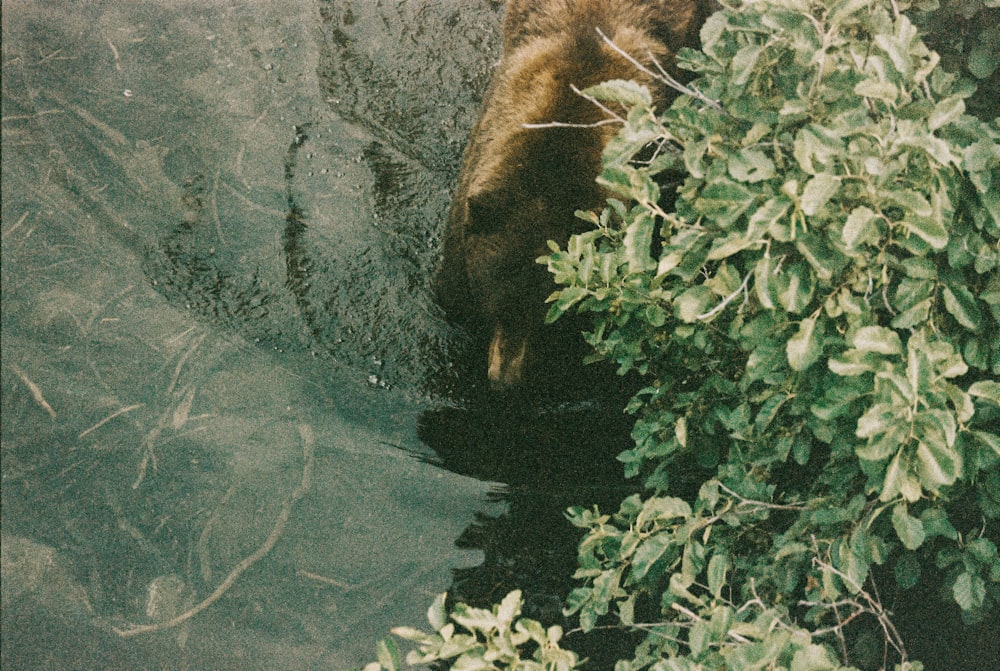 水の上に茶色の短いコーティングされた動物